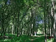 Camping Playa Caliboro - camping en Saltos del Laja, Chile